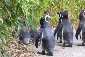 AquaZoo Friesland