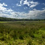 bongeveen Foto Minte Mulder