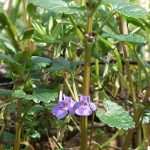 2016-09-14-wildplukwandeling-hondsdraf