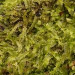 2016-09-11-platgeslagen-sinterklaasmutsmos-foto-kees-boele