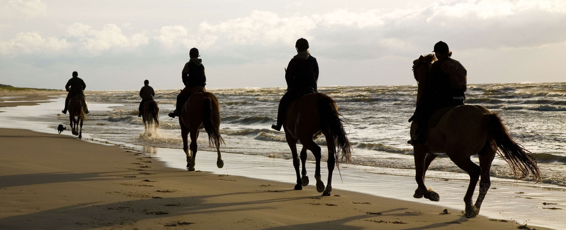 paardensport