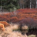 2016-09-18-gasterse-duinen-foto-jaap-de-vries