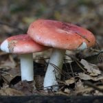 2016-10-08-roze-berkenrussula-foto-natuurpresentaties