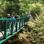 midzomerwandeling-bij-het-boomkroonpad