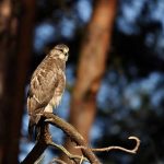 buizerd-2