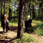 paard-drentsfrieswold