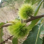 2016-10-22-wildplukwandeling