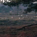 2016-11-04-drouwenerzand-foto-joop-v-d-merbel