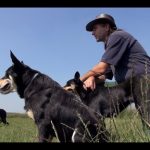 stress-van-de-herder