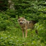 Wolf in Duitsland © Aaldrik Pot