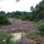 hondsrug-sleenerzand