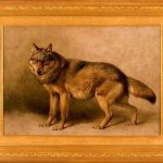 17-04-20 mythologie van de wolf.H1A Wolf Verboeckhoven. e van Manen