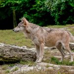 Wolf – Canis lupus