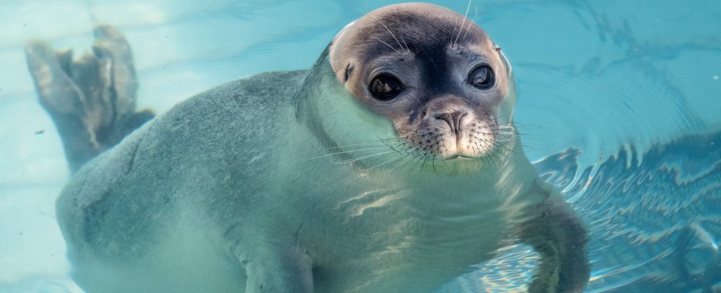 zeehondencentrum pieterburen