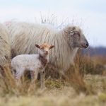 Lammetje op het Hijkerveld – Foto John Dekker