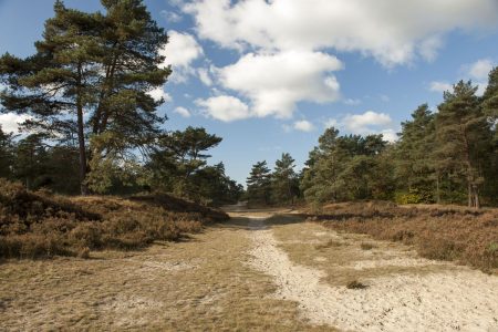 Friese Wouden