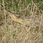 Roerdomp Foto Lammert Feijen