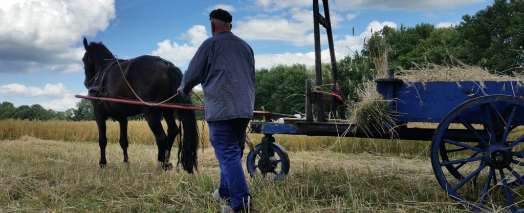 dag van het orveltepaard