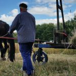 dag van het orveltepaard