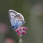 2016-07-30 heideblauwtje Doldersummerveld Foto Jaap de Vries