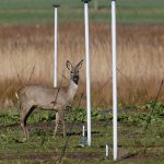 natuur lofar antenne zoogdier ree