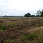 De-Wildenberg-Hanna-Schipper