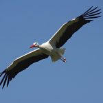 Ooievaar Foto Joop van der Merbel