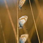 2017-08- 24 Heideblauwtjes Foto Geert de Vries