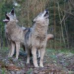 2017-10 21&22 Wolven Foto Edo van Uchelen