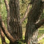 Noorderduinen Foto Het Drentse Landschap