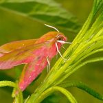 groot-avondrood Foto Geert de Vries