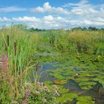 natuur landschap hunze mandelanden gele plomp grote kattenstaart