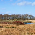 Bongeveen Foto Karla Leeftink