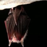 2018-08-24 Vleermuis Foto Het Drentse Landschap-Hans Colpa