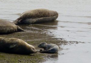 Struinen langs de Dollard