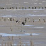 Werelderfgoed-Wadden