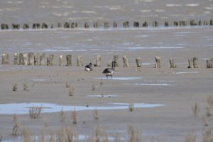 Werelderfgoed Wadden