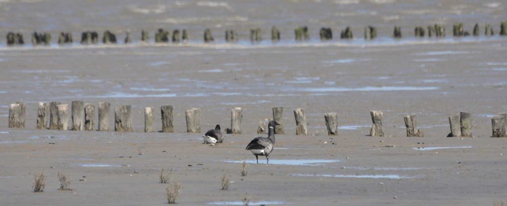 Werelderfgoed-Waddengebied