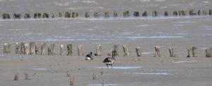 Werelderfgoed-Waddengebied