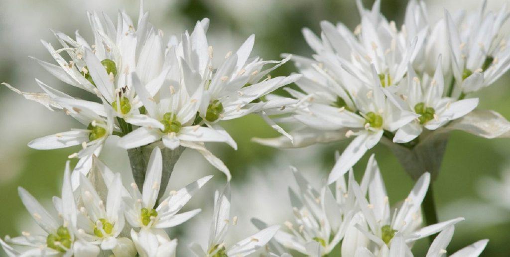 Eetbare wilde planten