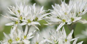 Eetbare wilde planten