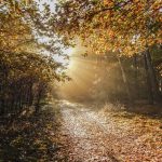 Spirit of Nature Boomkroonpad