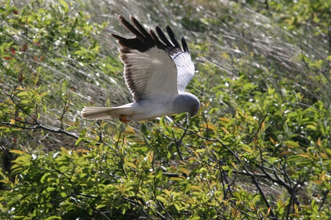 Vogels van het Lauwersmeer