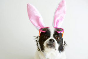 Doggywalk