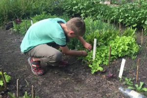 Je eigen moestuin