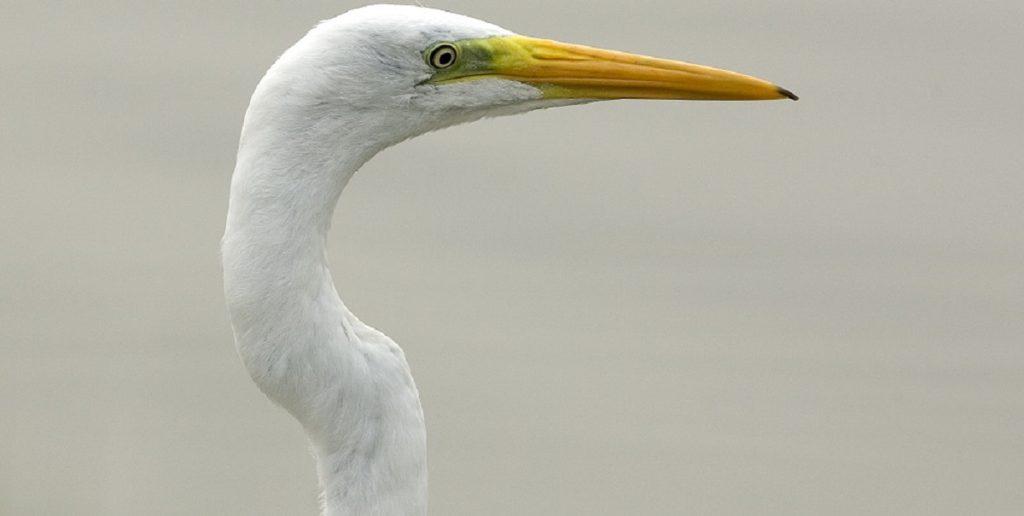 Leven langs de Hunze