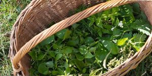 Wilde planten wandeling