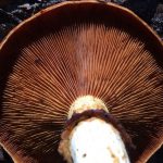 plaatjes-paddenstoel