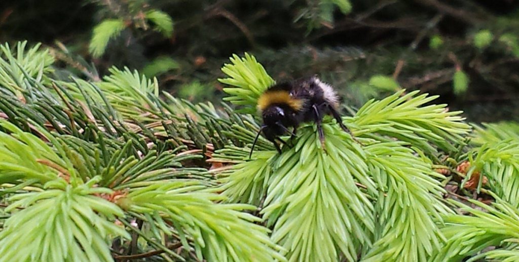 Dennen- en sparrenwandeling