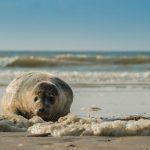 Gezonde-zeehond-in-een-gezonde-zee
